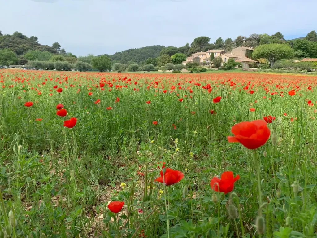 Champs de coquelicots lourmarin